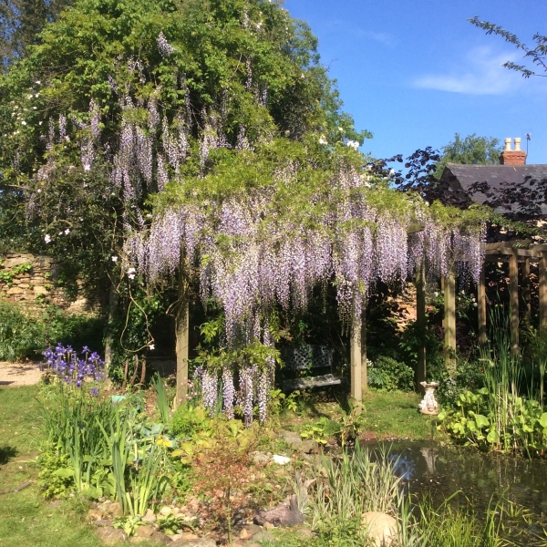 Wisteria House